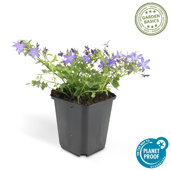 Campanula poscharskyana 'Stella' - 20cm - Zimmerpflanze Kaufen