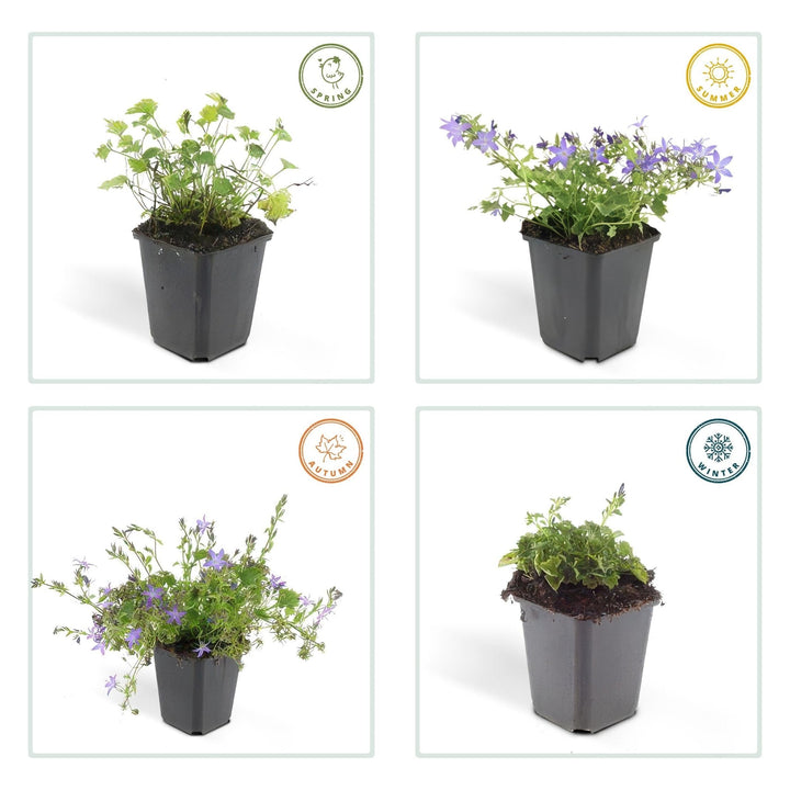Campanula poscharskyana 'Stella' - 20cm - Zimmerpflanze Kaufen