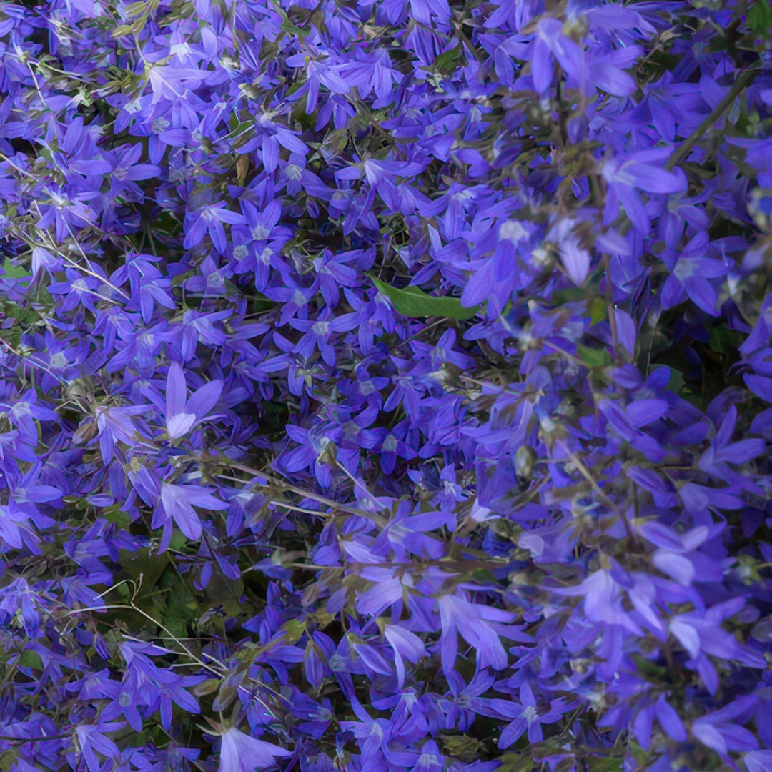 Campanula poscharskyana 'Stella' - 20cm - Zimmerpflanze Kaufen