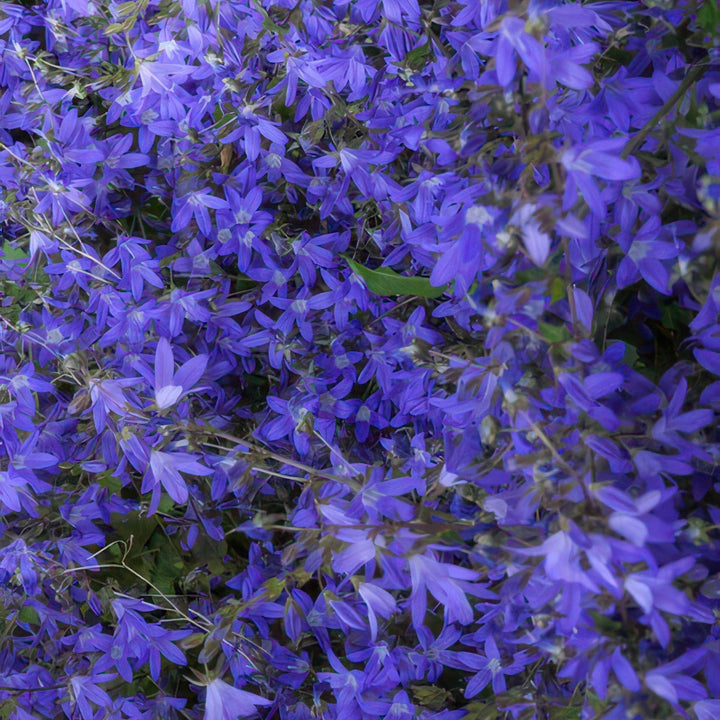 Campanula poscharskyana 'Stella' - 20cm - Zimmerpflanze Kaufen