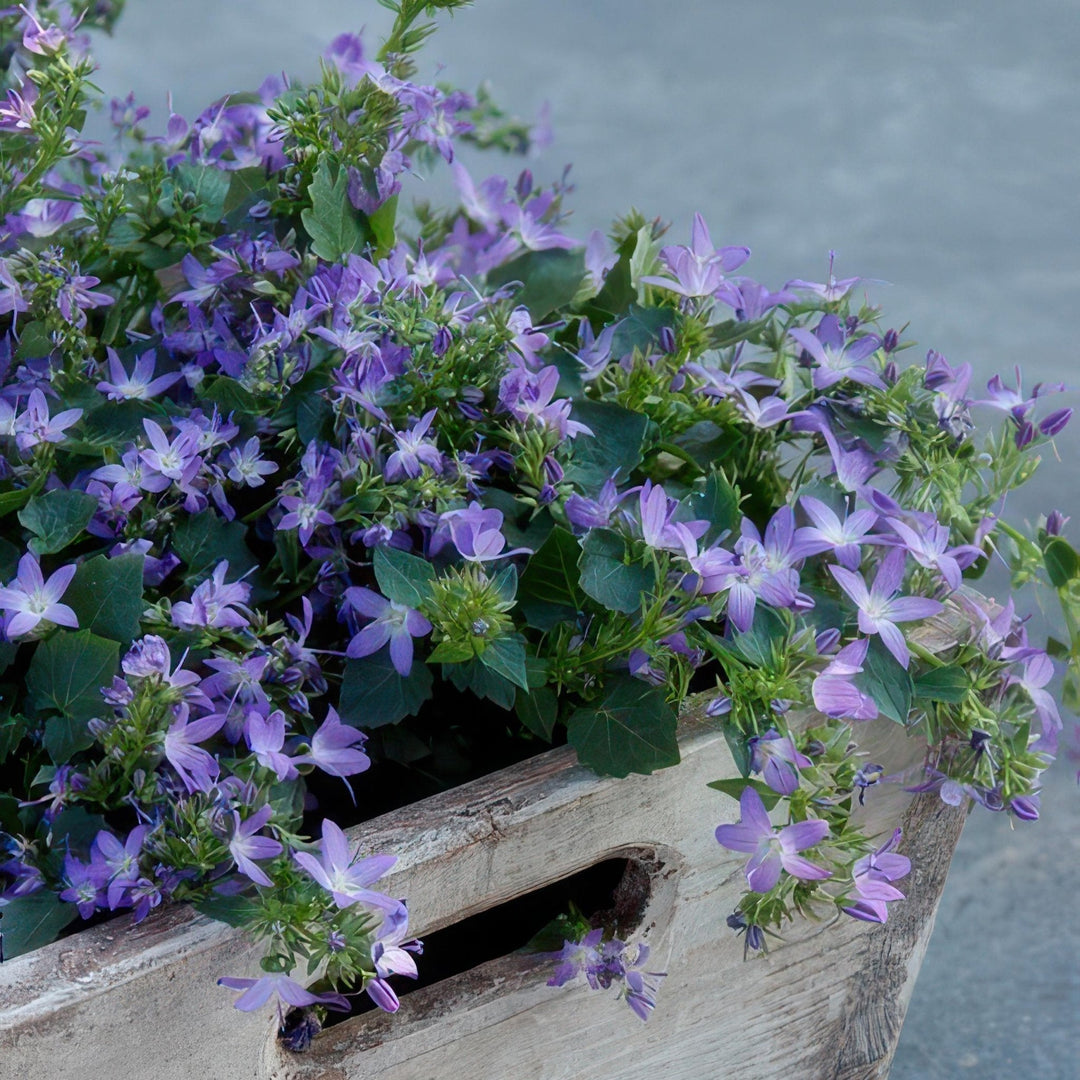 Campanula poscharskyana 'Stella' - 20cm - Zimmerpflanze Kaufen