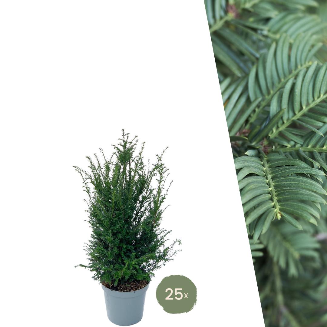 Eiben für 10 laufende Meter Hecke - 100cm