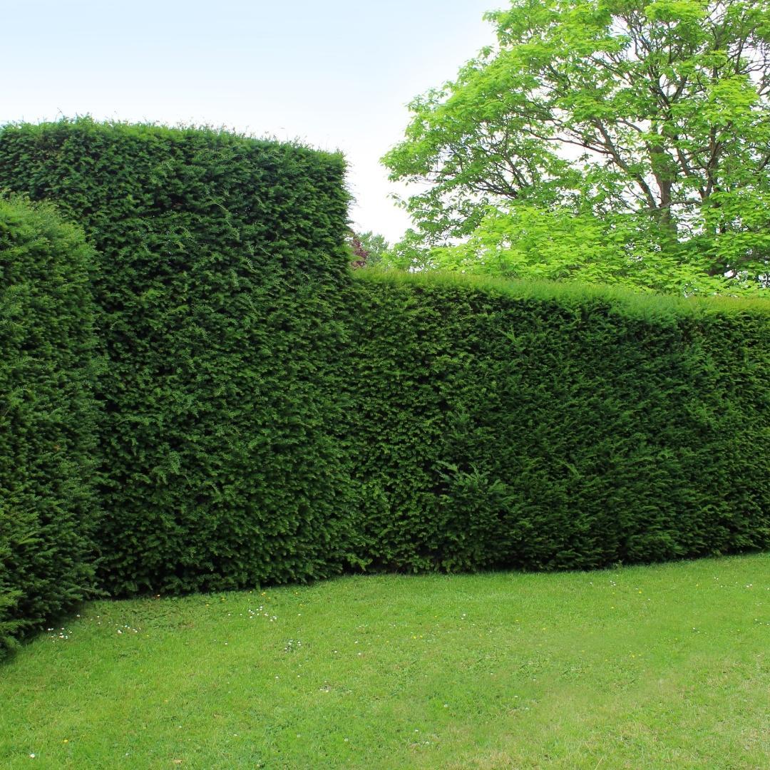 Eiben für 10 laufende Meter Hecke - 100cm