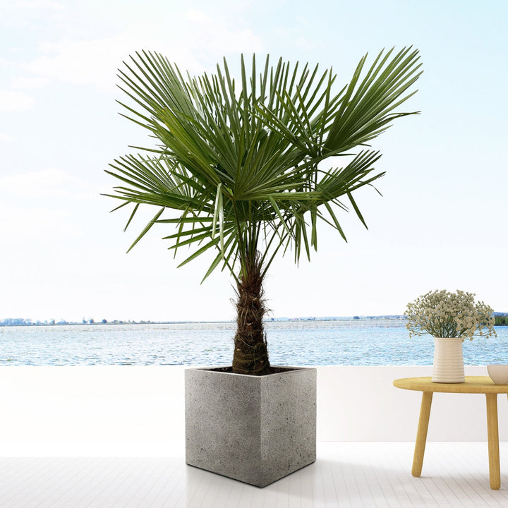 Trachycarpus Fortunei - 180cm - Zimmerpflanze Kaufen