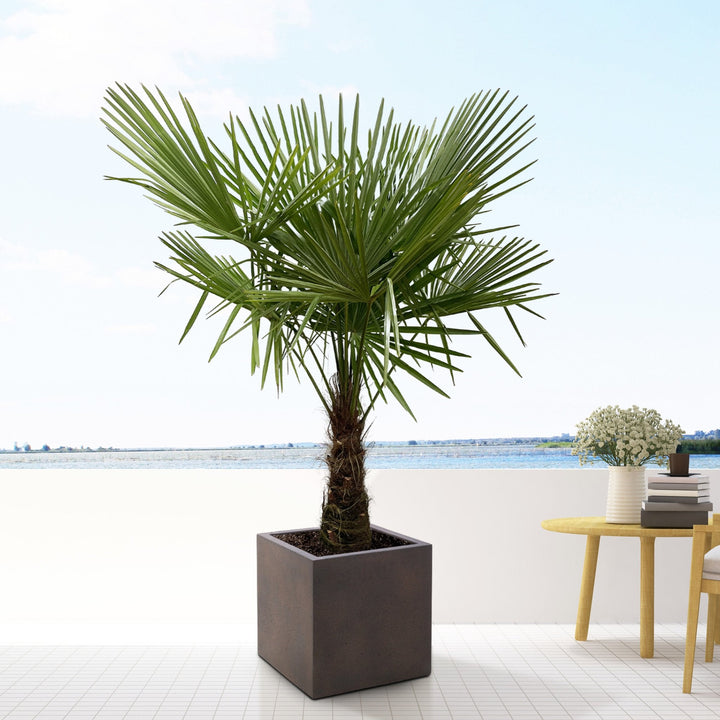 Trachycarpus Fortunei - 200 cm - Zimmerpflanze kaufen