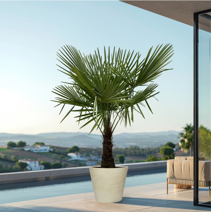 Trachycarpus Fortunei - 180cm - Zimmerpflanze Kaufen