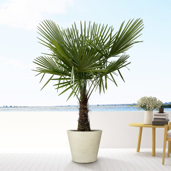 Trachycarpus Fortunei - 180cm - Zimmerpflanze Kaufen