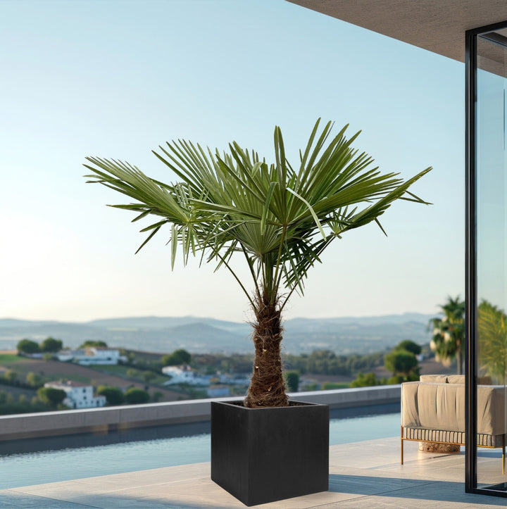 Trachycarpus Fortunei - 240cm - Zimmerpflanze Kaufen