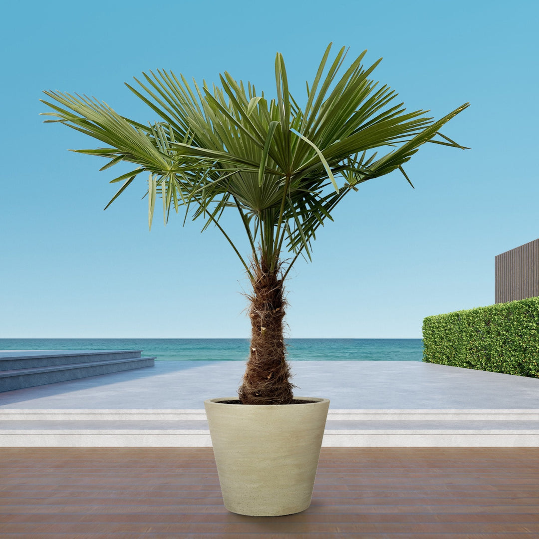 Trachycarpus Fortunei - 240cm - Zimmerpflanze Kaufen