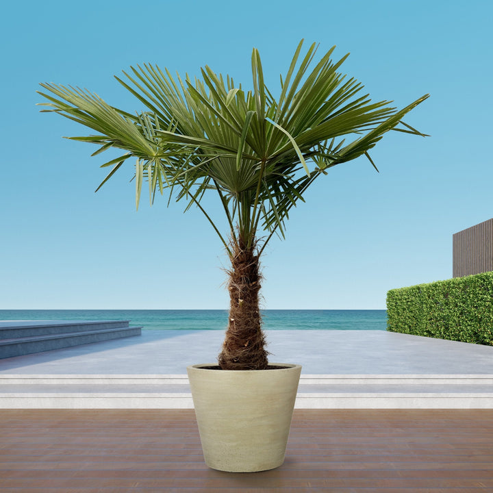 Trachycarpus Fortunei - 240cm - Zimmerpflanze Kaufen