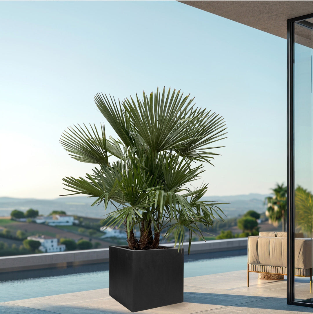 Trachycarpus Multistamm - 220cm - Zimmerpflanze Kaufen