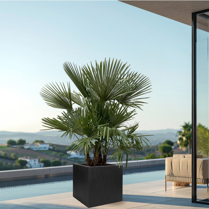 Trachycarpus Multistamm - 220cm - Zimmerpflanze Kaufen