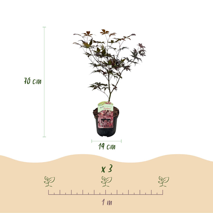 Japanischer Ahorn Bloodgood - Rot - 70cm - Acer Palmatum Outdoor