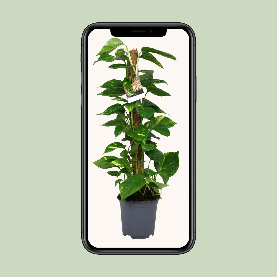 Scindapsus Epipremnum - Ø19cm - 80cm - Efeutute - Scindapsus Hängepflanze