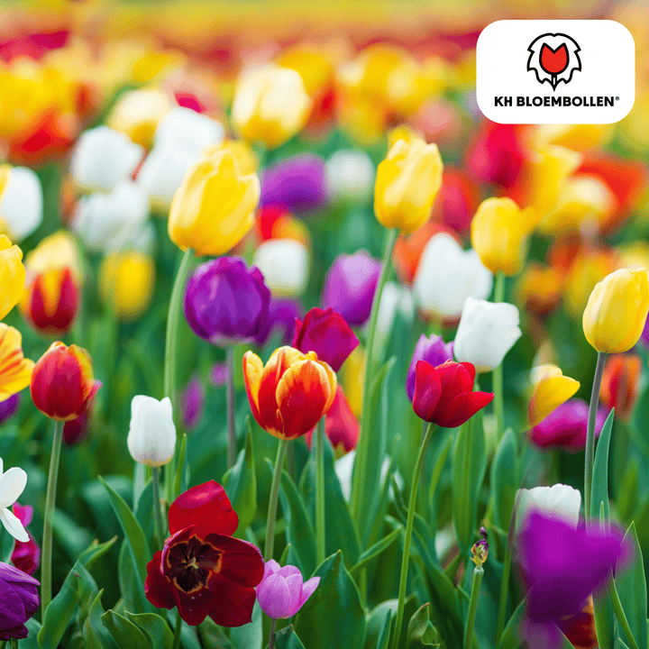 Tulpenzwiebeln farbenfrohe Mischung - 20 Stück - Blumenzwiebeln Garten