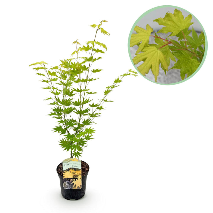 Japanischer Ahorn Jordan - Gelb - 70cm - Acer Palmatum Außen