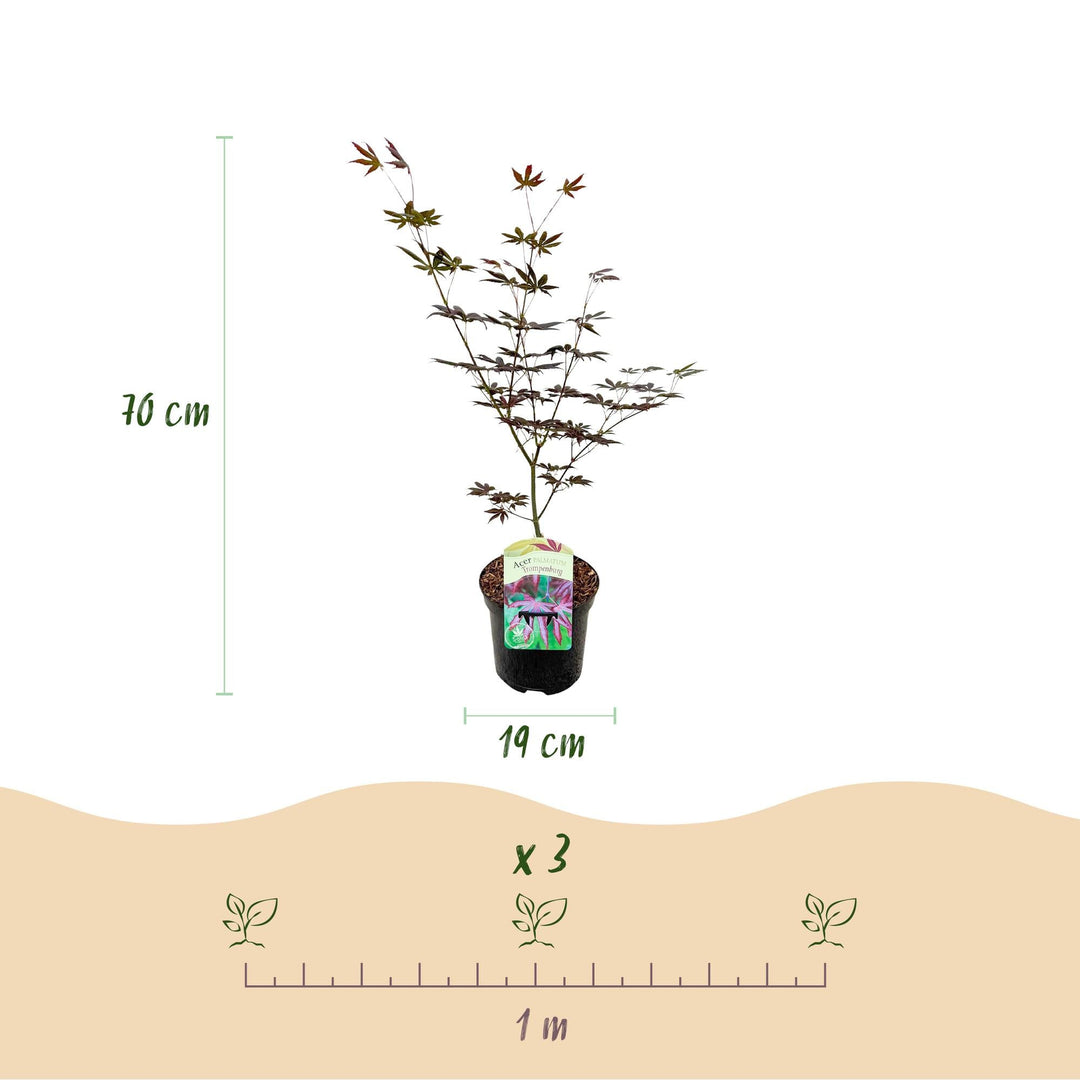 Japanischer Ahorn Trompenburg - Dunkelviolett - 70cm | Kaufen