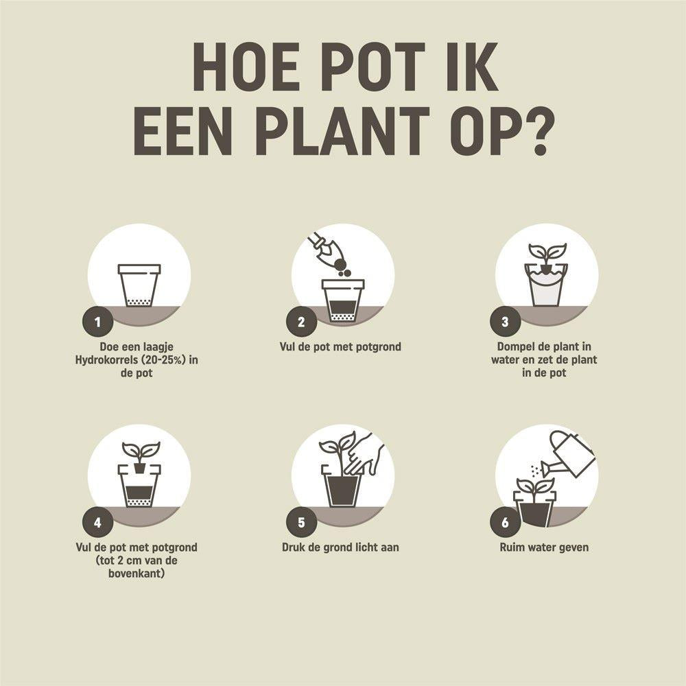 Pokon Kakteen- & Sukkulentenerde - Blumenerde - 5L - Kakteen-Mix