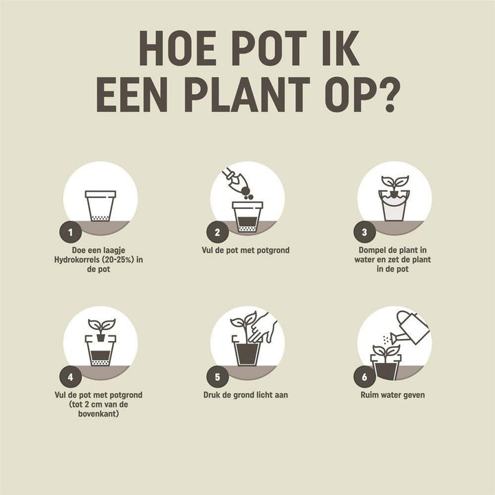 Pokon Kakteen- & Sukkulentenerde - Blumenerde - 5L - Kakteen-Mix