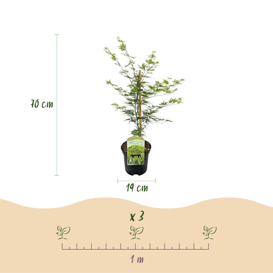 Japanischer Fächerahorn Emerald Lace - Grün - 70cm - Acer Palmatum Außen
