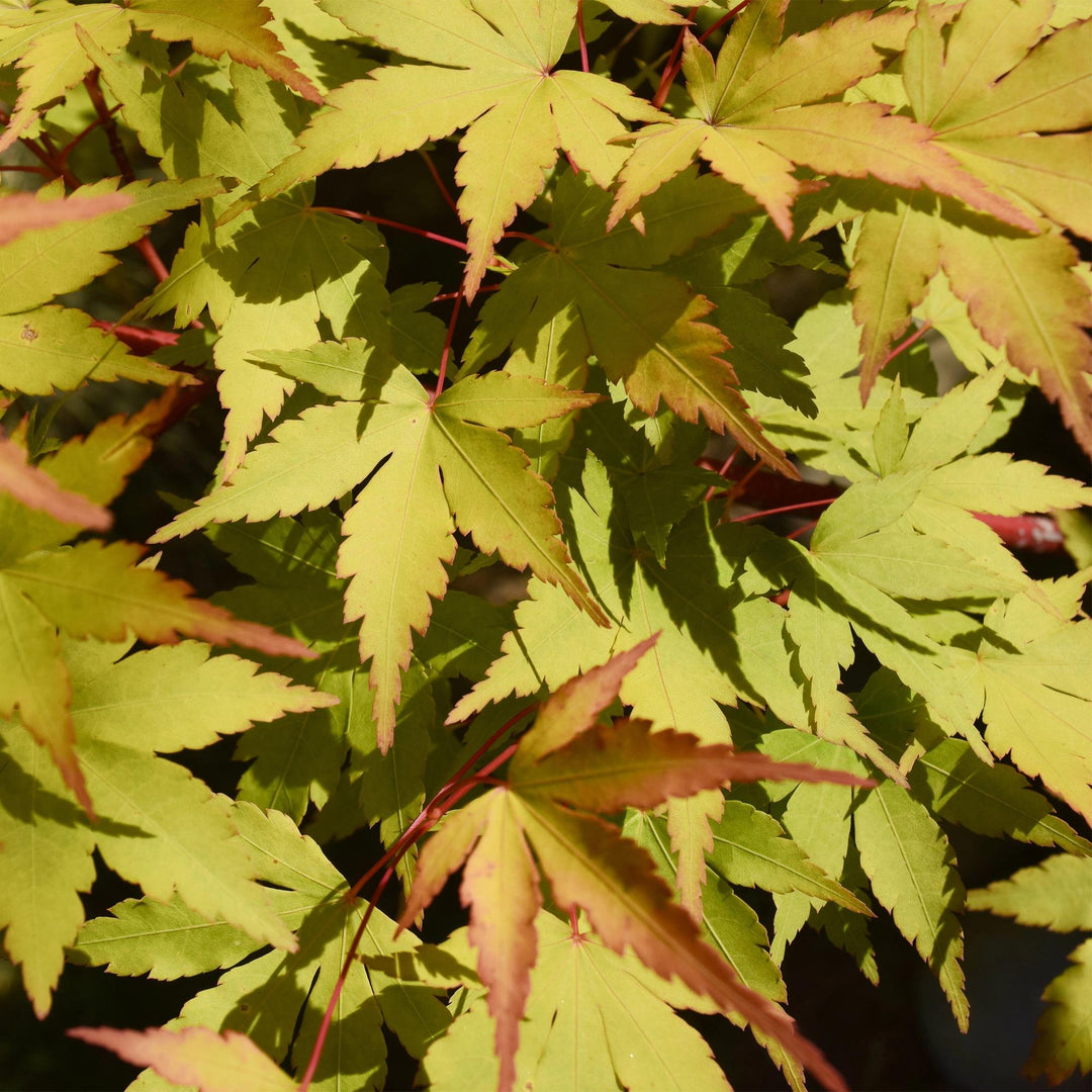 Japanischer Fächerahorn Summergold - Gelb - 70cm - Acer Palmatum Outdoor