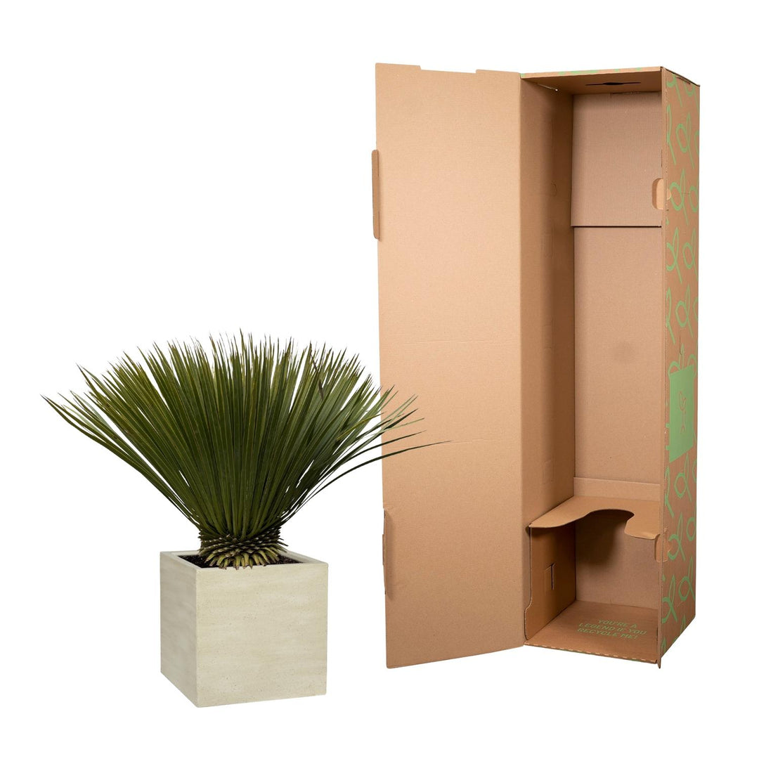 Yucca Rostrata - 75cm - Ø30 - Blaue Palmlilie Außen