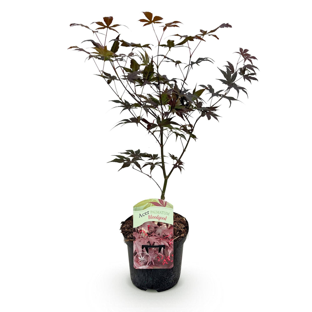 Japanischer Ahorn Bloodgood - Rot - 70cm - Acer Palmatum Outdoor