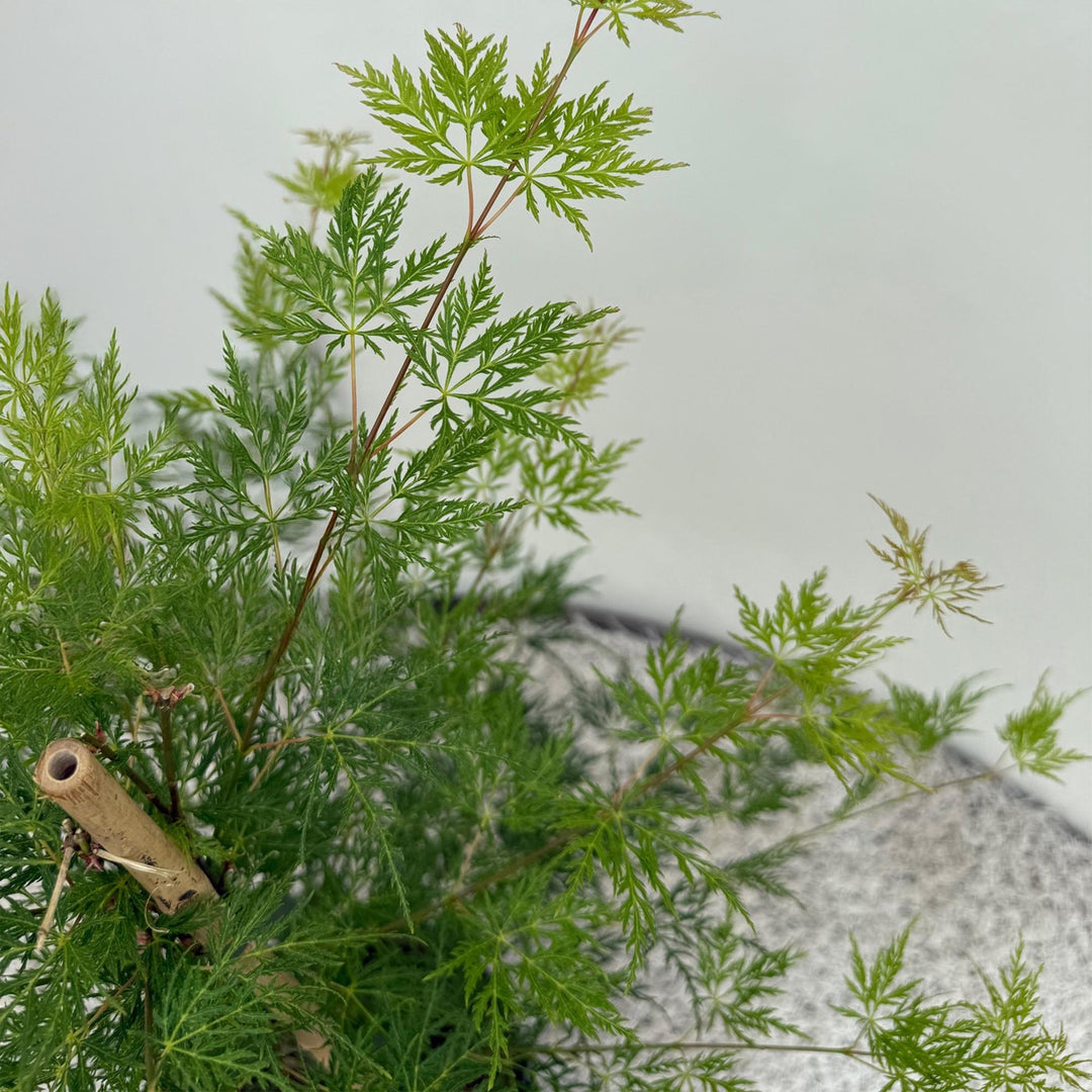 Japanischer Fächerahorn Emerald Lace - Grün - 70cm - Acer Palmatum Außen