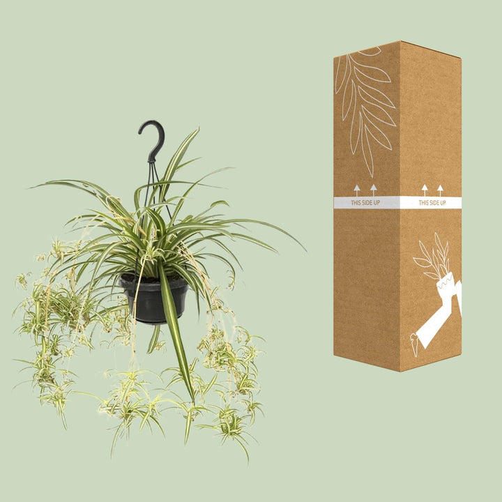 Grünlilie Chlorophytum Comosum Variegatum – Ø14cm | Spinnenpflanze