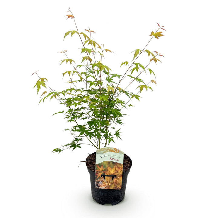Japanischer Ahorn Katsura - Orange - 70cm - Acer Palmatum Außen