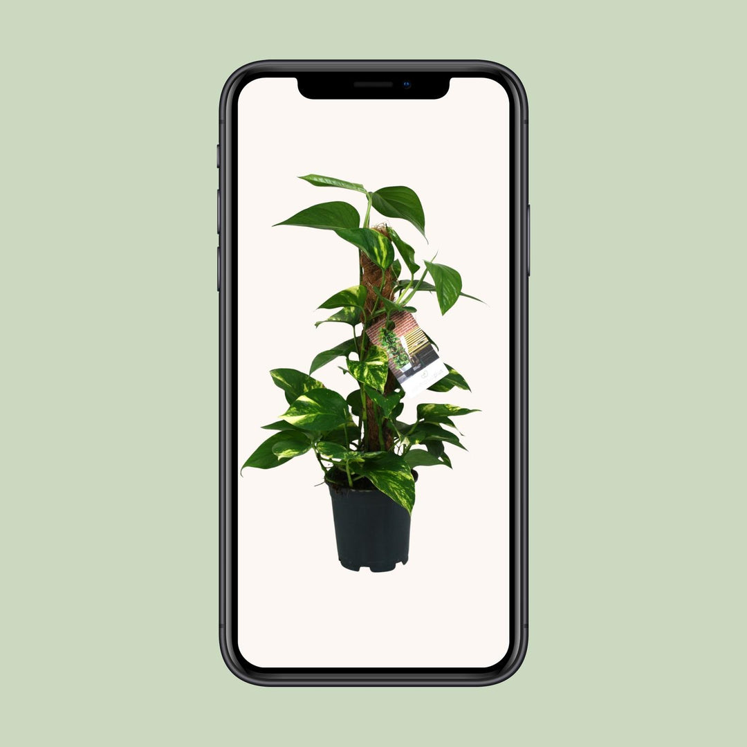 Scindapsus Epipremnum - Ø15cm - 50cm - Efeutute - Scindapsus Hängepflanze