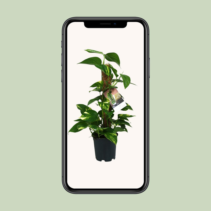 Scindapsus Epipremnum - Ø15cm - 50cm - Efeutute - Scindapsus Hängepflanze