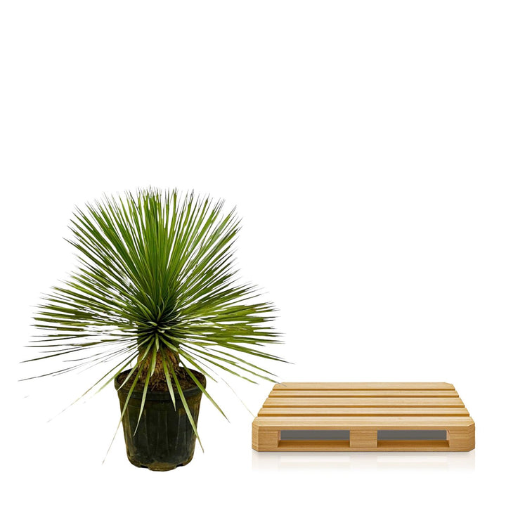 Yucca Rostrata auf Stamm – 70 cm – Ø27 – Blaue Palmlilie Outdoor