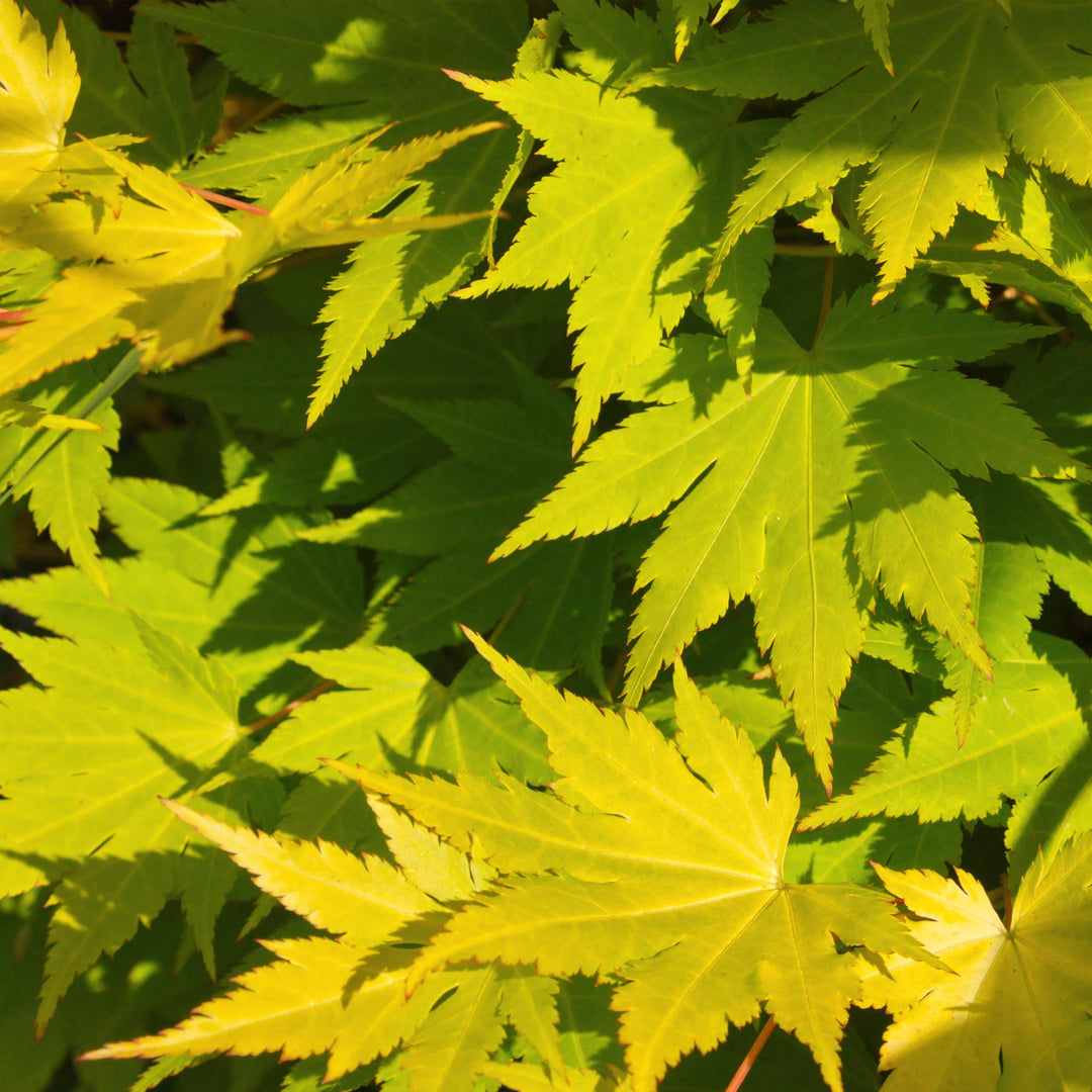 Japanischer Ahorn Jordan - Gelb - 70cm - Acer Palmatum Außen