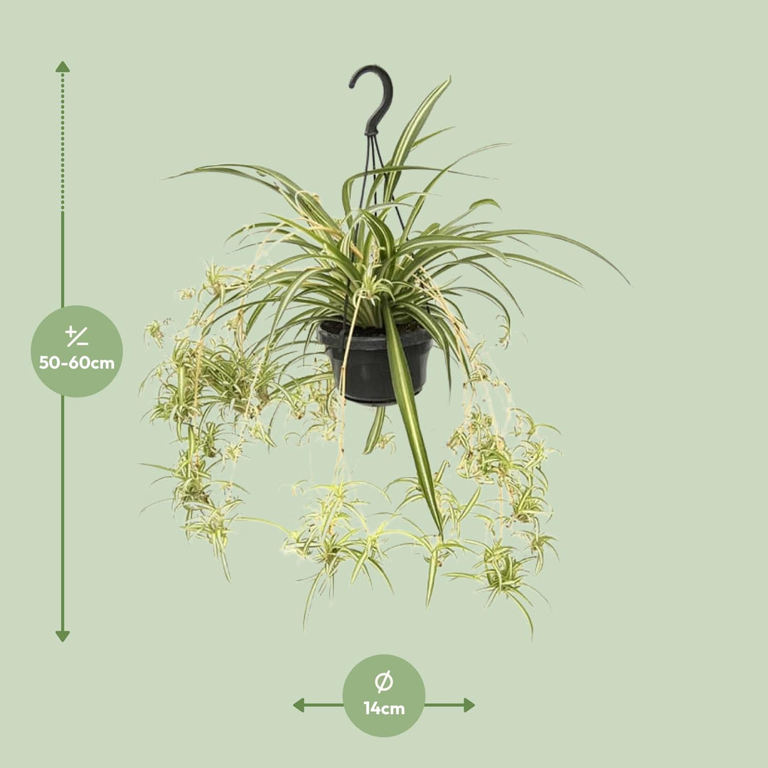 Grünlilie Chlorophytum Comosum Variegatum – Ø14cm | Spinnenpflanze