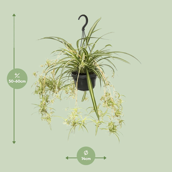 Grünlilie Chlorophytum Comosum Variegatum – Ø14cm | Spinnenpflanze