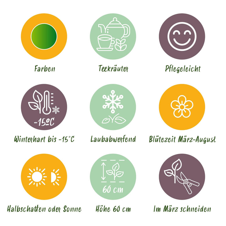 Staudenbeet - Teekräuter