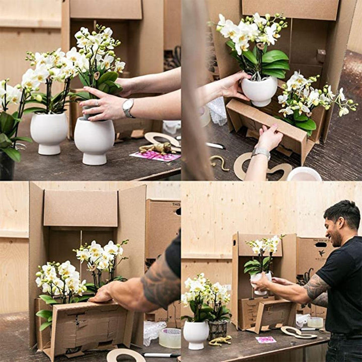 Niagara Fall Orchidee – Phalaenopsis-Orchidee