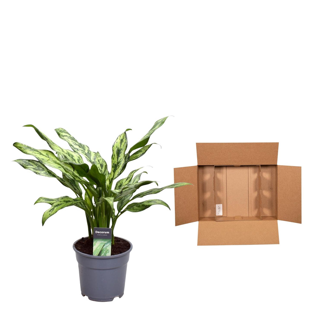 Aglaonema Juliette - 40 cm - ø12 - Kolbenfaden