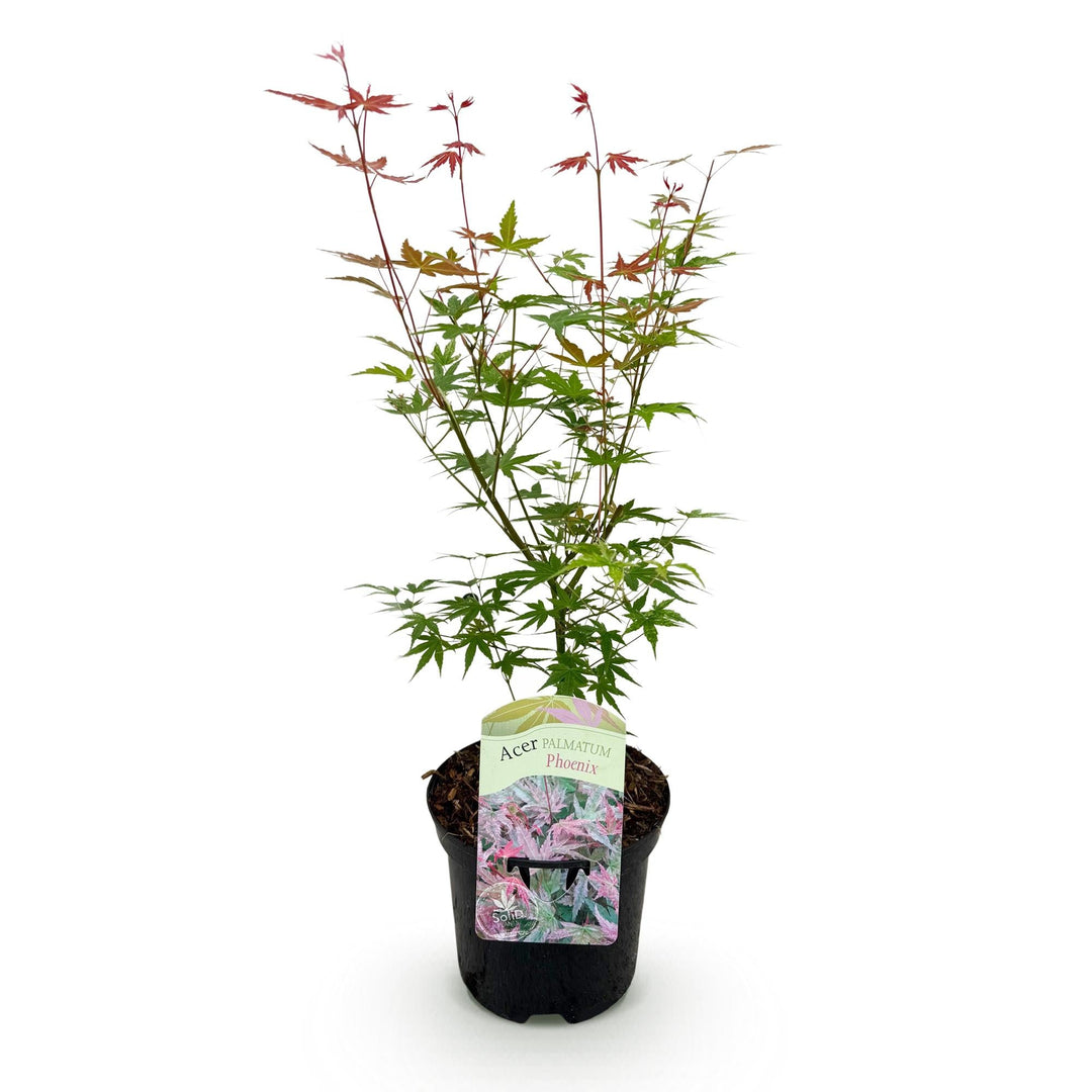 Japanischer Fächerahorn Phoenix - Rosa - 70cm - Dattelpalme | Kaufen