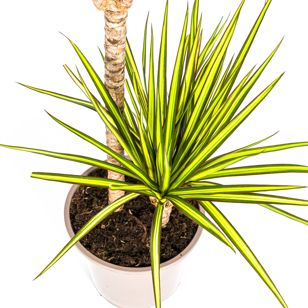 Dracaena Marginata Sunray Ø19cm - 80-100cm - Drachenbaum