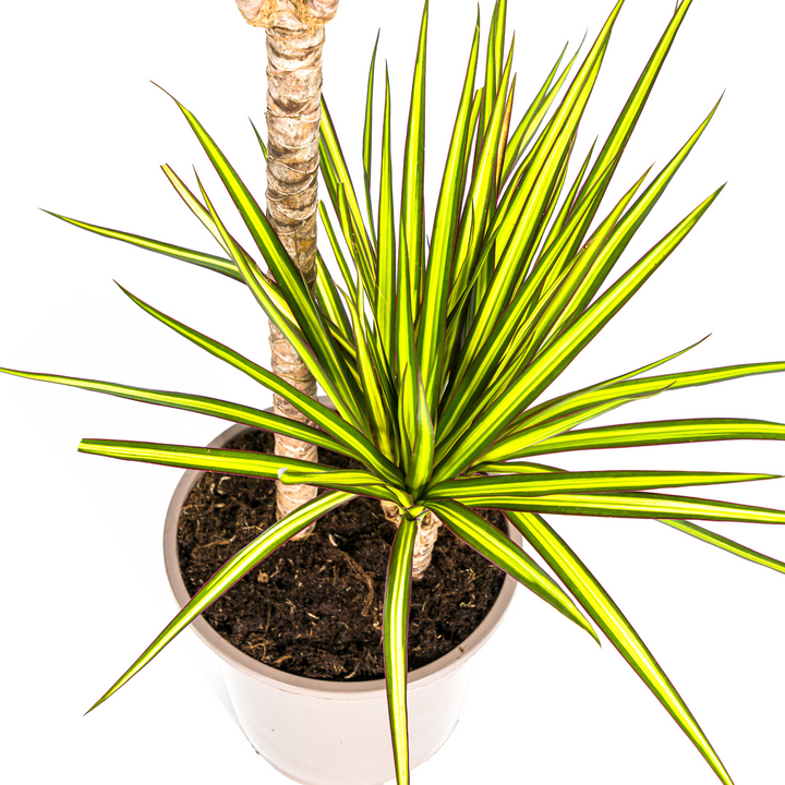 Dracaena Marginata Sunray Ø19cm - 80-100cm - Drachenbaum