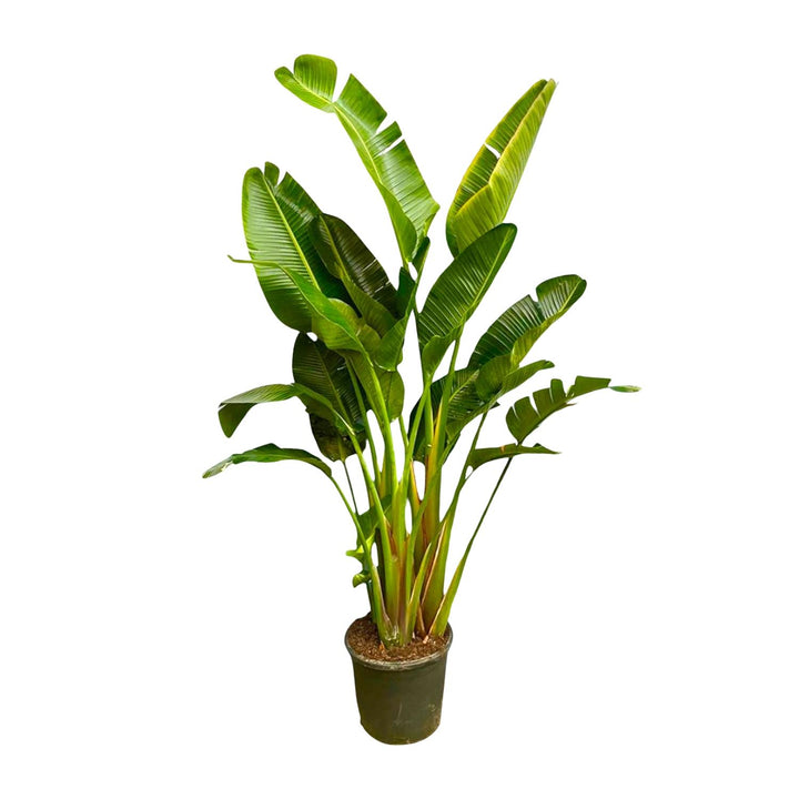 Strelitzia Augusta Mehrstamm XXL - 250 cm - ø30-40