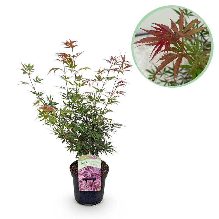 Japanischer Ahorn Jerre Swarts - dunkelrot - 70cm | Kaufen
