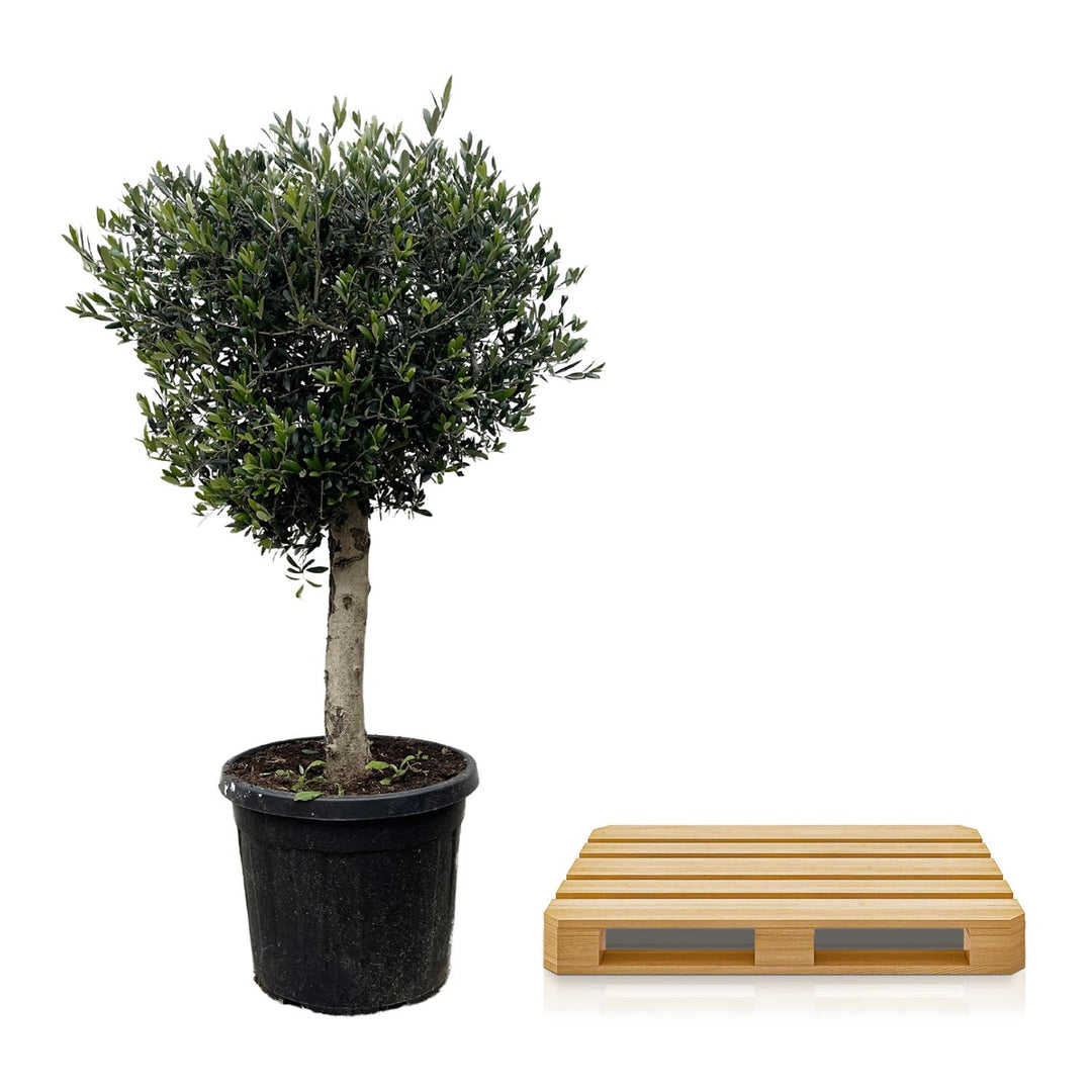 Olivenbaum Olea Europaea – 180cm | Große Freilandpflanze – Ø50