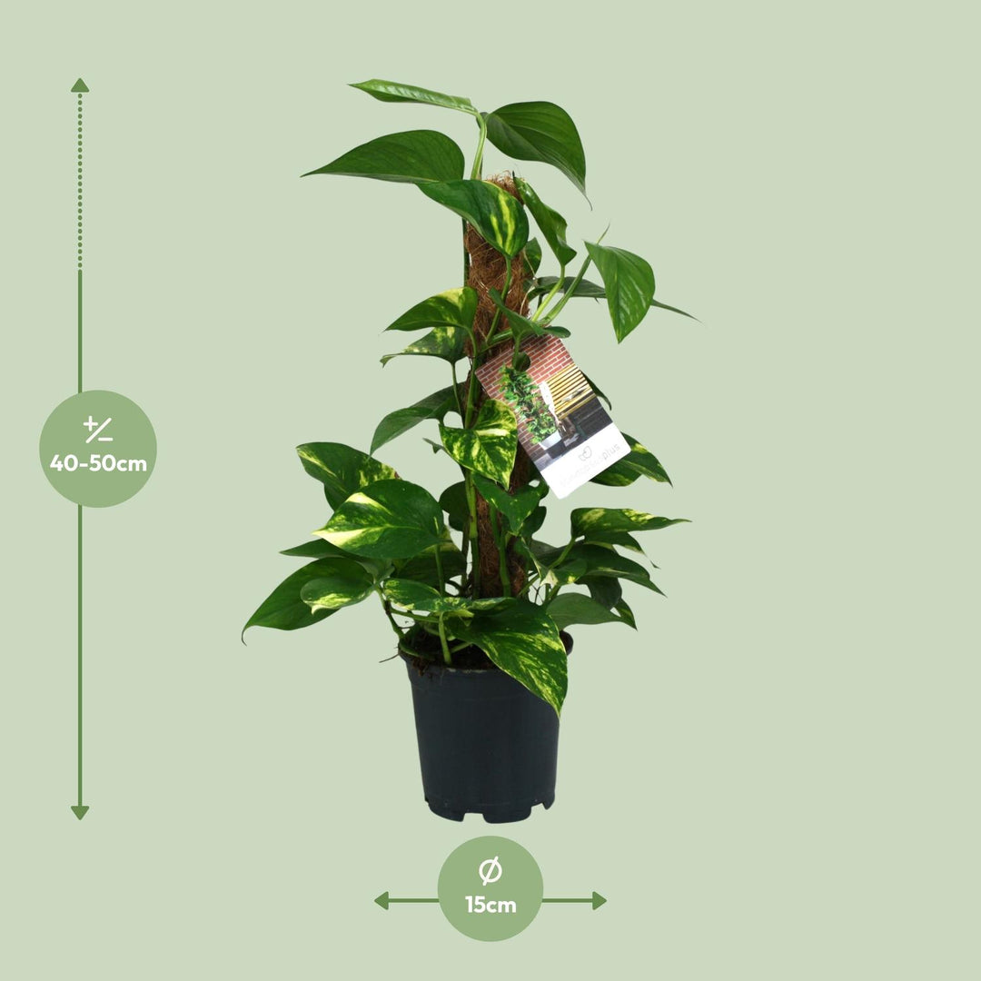 Scindapsus Epipremnum - Ø15cm - 50cm - Efeutute - Scindapsus Hängepflanze