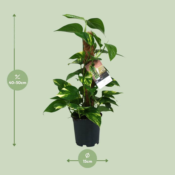 Scindapsus Epipremnum - Ø15cm - 50cm - Efeutute - Scindapsus Hängepflanze