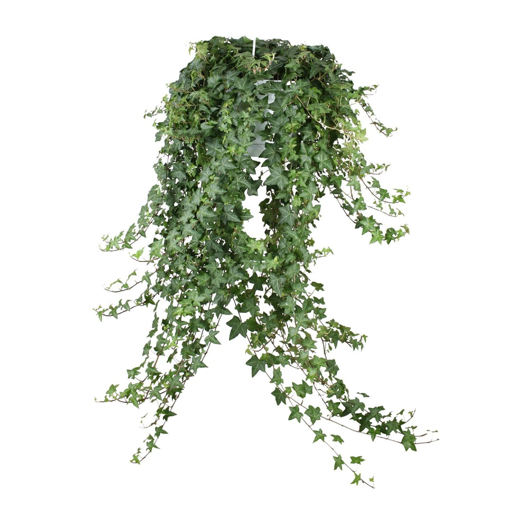 Hedera Helix Pitsburg - Hängepflanze/XXL - Ø24cm - 70cm - Efeu
