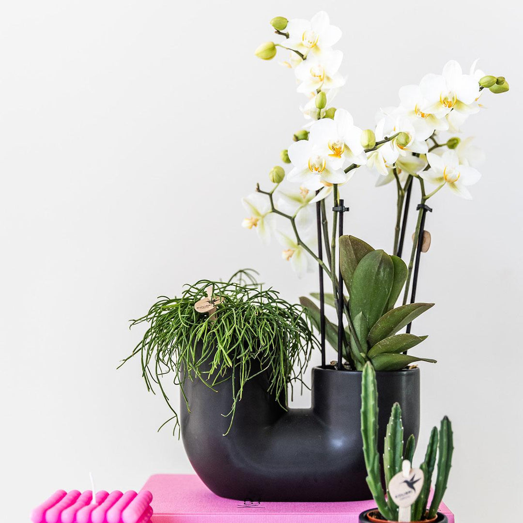 Tube Ziertopf - Schwarz - Blumentopf Zimmerpflanze - Pflanzentopf