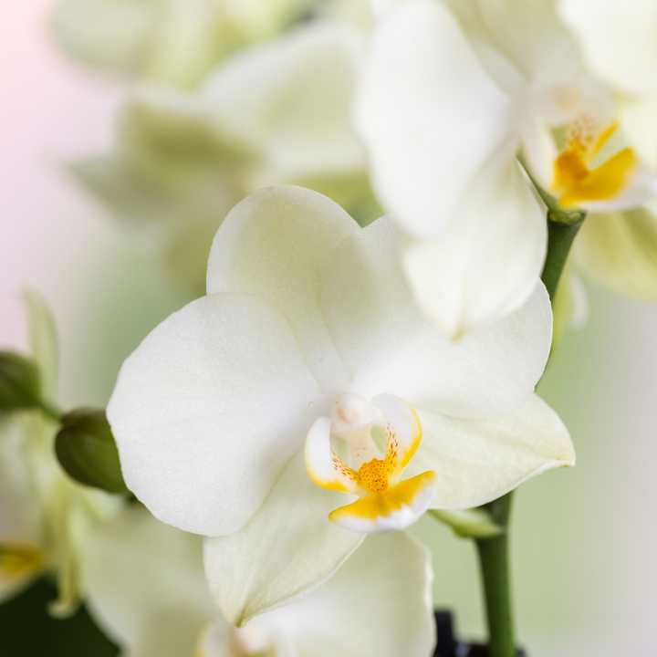Weiße Orchideenset im luxuriösen Diabolo Twin Ziergefäß – Pflanzentopf